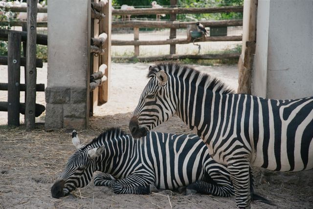 Dierenpark Amersfoort