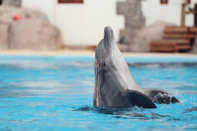 Dolfinarium Harderwijk