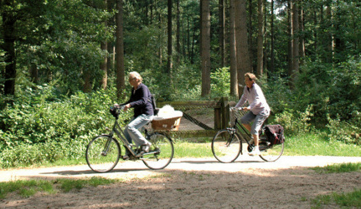 Fietsen door het bos