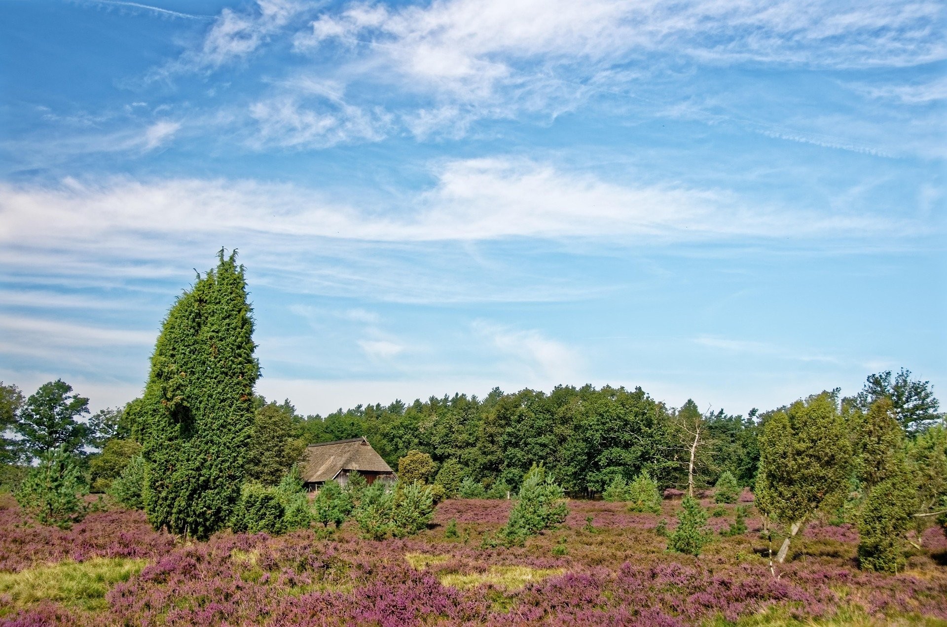 Heide veluwe 2