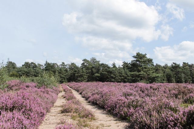 Heide op de Veluwe staat in bloei