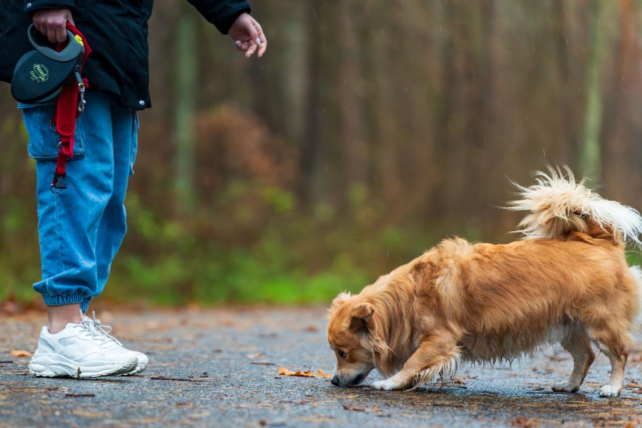 De hond uitlaten (in het bos)