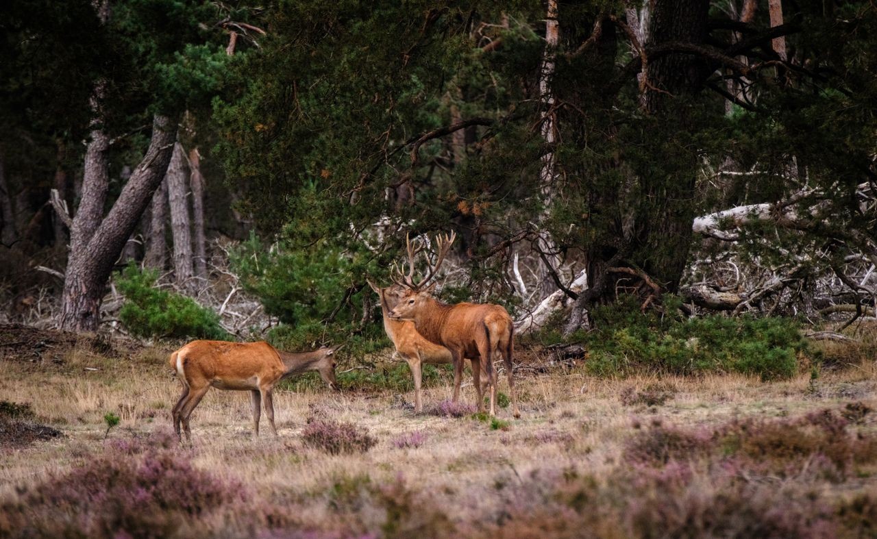 Speuren naar sporen, wilde zwijnen en herten
