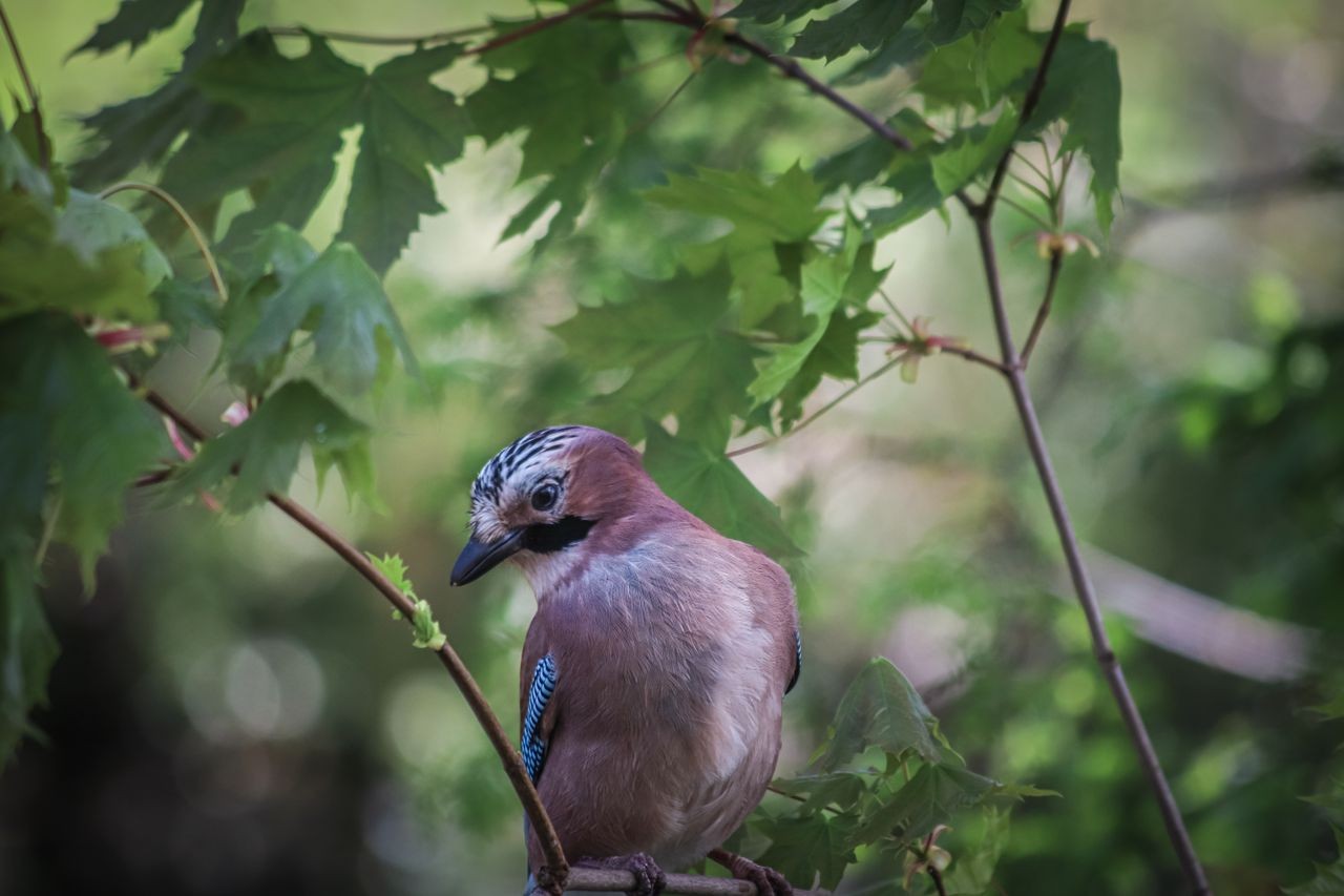 Vogels ontdekken
