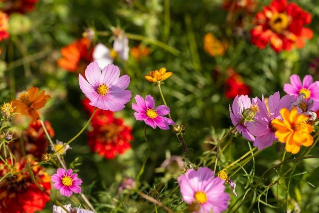 Zelfpluktuin in Putten